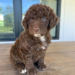 Aussiedoodle and Goldendoodle Puppies from Hickory Lane Doodles