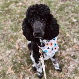 Ellie - Poodle