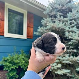 Lincoln - male Australian Mountain Doodle puppy in Blue Springs, Missouri from Jeanie’s Doodles