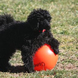 Poodle Puppies from Eaglehill-South Miniature Poodles
