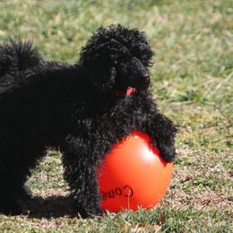 Poodle Puppies from Eaglehill-South Miniature Poodles