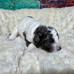 Merle parti - Blue merle female Bernedoodle puppy in Blue Springs, Missouri from Jeanie’s Doodles