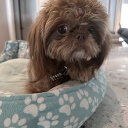 Cooper - Shih Tzu