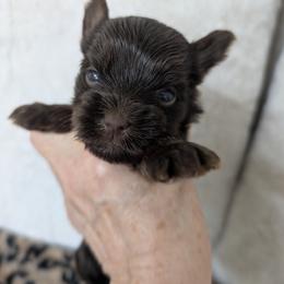 Cooper - Liver male Yorkshire Terrier puppy in Gaylesville, Alabama from Sweet Alabama Yorkies