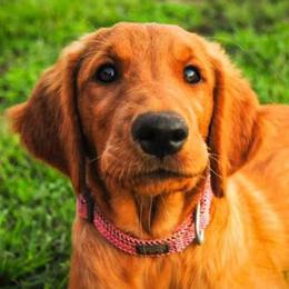 Golden Retrievers from TUX Goldens