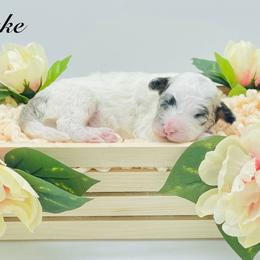 Male #3 - Merle male Sheepadoodle puppy in Pataskala And Thornville, Ohio from Four Front Doodles - Pataskala
