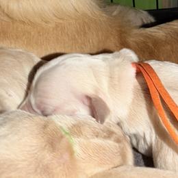Sparkle snap - Light golden male Golden Retriever puppy in Gainesville, Florida from Heart and Soul Dog Breeding, Inc.