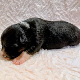 Darjeeling - Black tri-color female Australian Shepherd puppy in California from Skiba Aussies