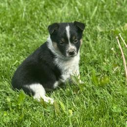 Pinky - Black tri female Miniature Australian Shepherd puppy in Missouri from Country Legends Aussies & Corgis