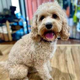 Dahlia - Cockapoo