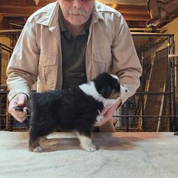 Girl 2 - Black tri-color female Australian Shepherd puppy in Marshall, Michigan from RR Australian Shepherds