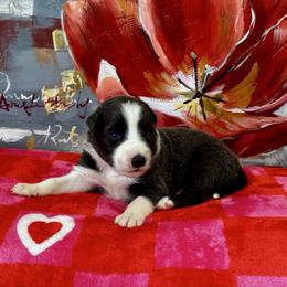 Spike - White and blue male Border Collie puppy in Hartsville, South Carolina from Wiggles 4 Life