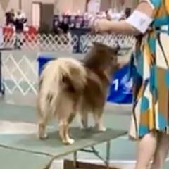 Finnish Lapphunds and Shiba Inu from Timberwood Paws