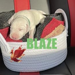 Blaze - White and black male Dalmatian puppy in Des Moines, Iowa from Spot Splattered Dalmatians