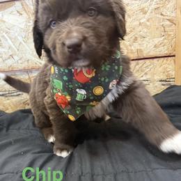 Chip - White and brown male Newfoundland puppy in Goodhue, Minnesota from Claypits Newfoundlands
