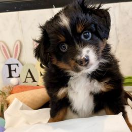 Onyx - Black tri male Toy Australian Shepherd puppy in Covington, Louisiana from Corner Oak Aussies