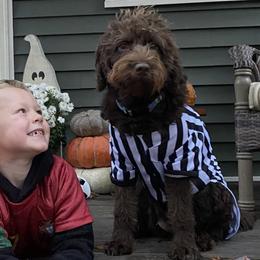Australian Labradoodles and Labradoodles from Tango Wool Labradoodles