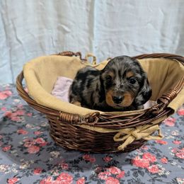 Paisley - Dapple female Dachshund puppy in Lyles, Tennessee from Knox Ridge Dachshunds