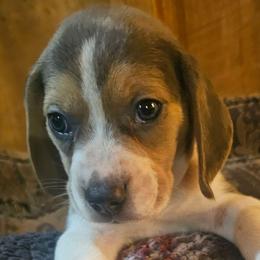 Blue Collar - Blue tan and white male Beagle puppy in Knoxville, Tennessee from River Valley Hounds
