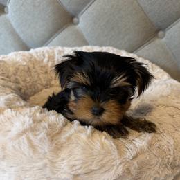 Captain - Black and gold male Yorkshire Terrier puppy in Dublin, California from Michelle’s Yorkies