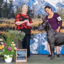 Great Danes from Azulene Danes