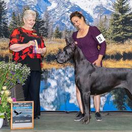 Great Danes from Azulene Danes