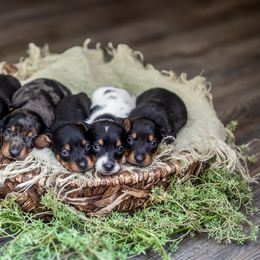 Dachshund Puppies from Beyond the Tail