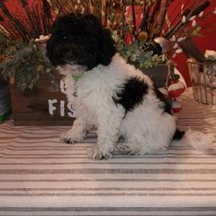 Double Doodle Puppies from Doodle-4-Dayz