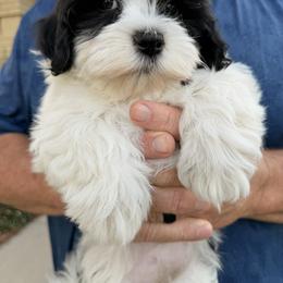 Delilah - Black and white female Havanese puppy in Flower Mound, Texas from Havanese Happiness