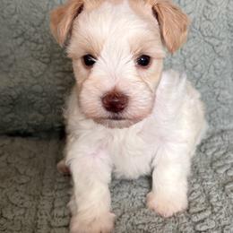 Wheaton Parti - Wheaten male Miniature Schnauzer puppy in Hillsville, Virginia from Valley View Schnauzers