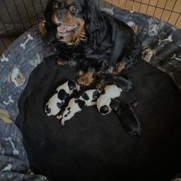 Tri boy 2 - Tri-color male Cavalier King Charles Spaniel puppy in Phoenix, Arizona from Larisa's Cavaliers