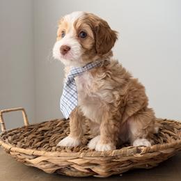 Romeo - Red  male Goldendoodle puppy in Fayetteville, Georgia from Darling Doodles