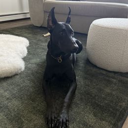 Karma - Doberman Pinscher