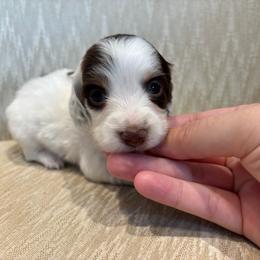 Nala X Marley AKC - Piebald female Dachshund puppy in Delano, Tennessee from Olive Branch Acres