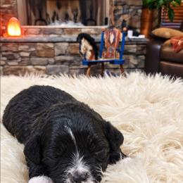 Cash - Black and white male Shichon puppy in St. Johns, Florida from Log Cabin Teddy Bears