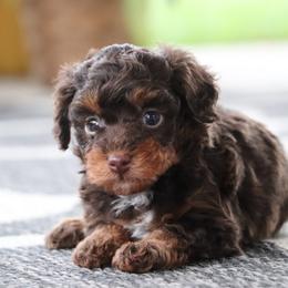Kane - brown phantom - Brown male Poodle puppy in Goliad, Texas from Sassy Lil Aussies and Diamond W Poodles