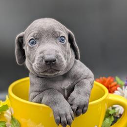 Shania - Blue female Weimaraner puppy in Evart, Michigan from Drehbar Weimaraners