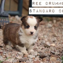 Ree Drummond - Sable female Pembroke Welsh Corgi puppy in Stilwell, Oklahoma from Barton Farms Corgis