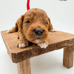 Skittles - Red  female Goldendoodle puppy in Sunman, Indiana from Brunsman Country Doodles LLC