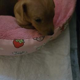 Pepper - Red male Miniature Pinscher puppy in Bourbon, Missouri from Eriphos Farm Kennel