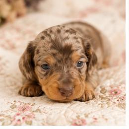 Dolly Mae - Dapple female Dachshund puppy in Licking, Missouri from Piney River Dachshunds