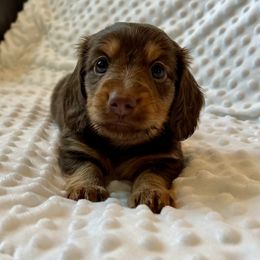 Kayce Dutton - Chocolate and cream male Dachshund puppy in Shelley, Idaho from Journey’s End Dachshunds