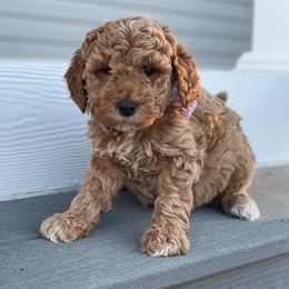 Goldendoodle Puppies from Doodle Squad Puppies