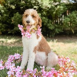 Australian Labradoodles, Goldendoodles, and Poodles from Aloha Doodles & Poodles