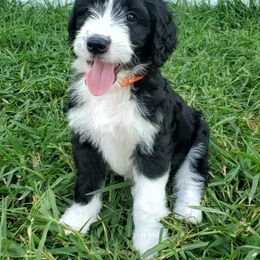 Aussiedoodle Puppies from Southwest Florida Doodles