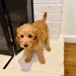 F1B Goldendoodle Sandy - Red  female Goldendoodle puppy in Redding, California from Casa Delarosa Collective Poodles & Doodles