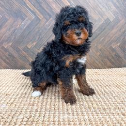Copper - Phantom male Bernedoodle puppy in Beresford, South Dakota from DAKOTA DOOD RANCH