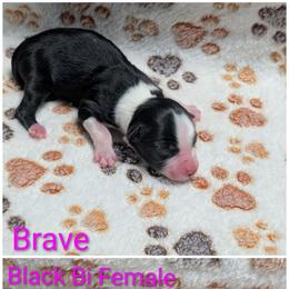 Brave - Black & white female Australian Shepherd puppy in Squaw Valley, California from A&M Australian Shepherds