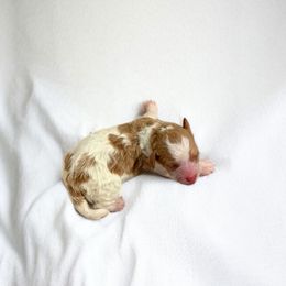 Uno - Parti female Goldendoodle puppy in St. George, Utah from Winchester Hills Poodles and Doodles