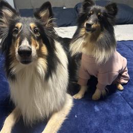 Ziggy - Black white and tan female Shetland Sheepdog puppy in Roanoke, Virginia from Romestar performance K9